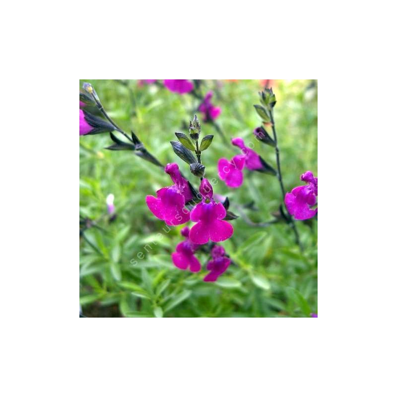 Fleur de Salvia 'Serpyllifolia' - Sauge arbustive violette