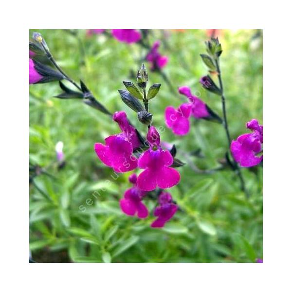 Fleur de Salvia 'Serpyllifolia' - Sauge arbustive violette