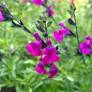 Fleur de Salvia 'Serpyllifolia' - Sauge arbustive violette