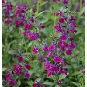 Sauge arbustive violette 'Serpyllifolia'