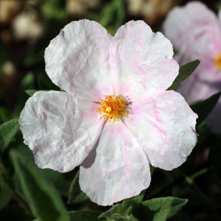 Cistus x pulverulentus 'Fiona' - Ciste pulvérulent