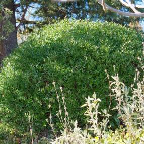 Phillyrea angustifolia - Filaires à feuilles étroites