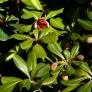 Pittosporum tobira fruit - Pittospore du Japon