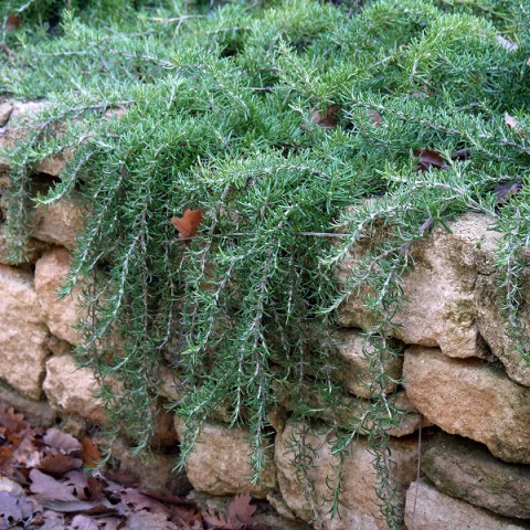 comment planter romarin rampant