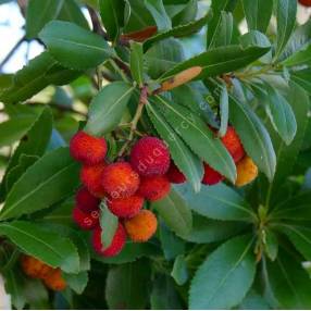 Arbutus unedo - Arbousier fruit