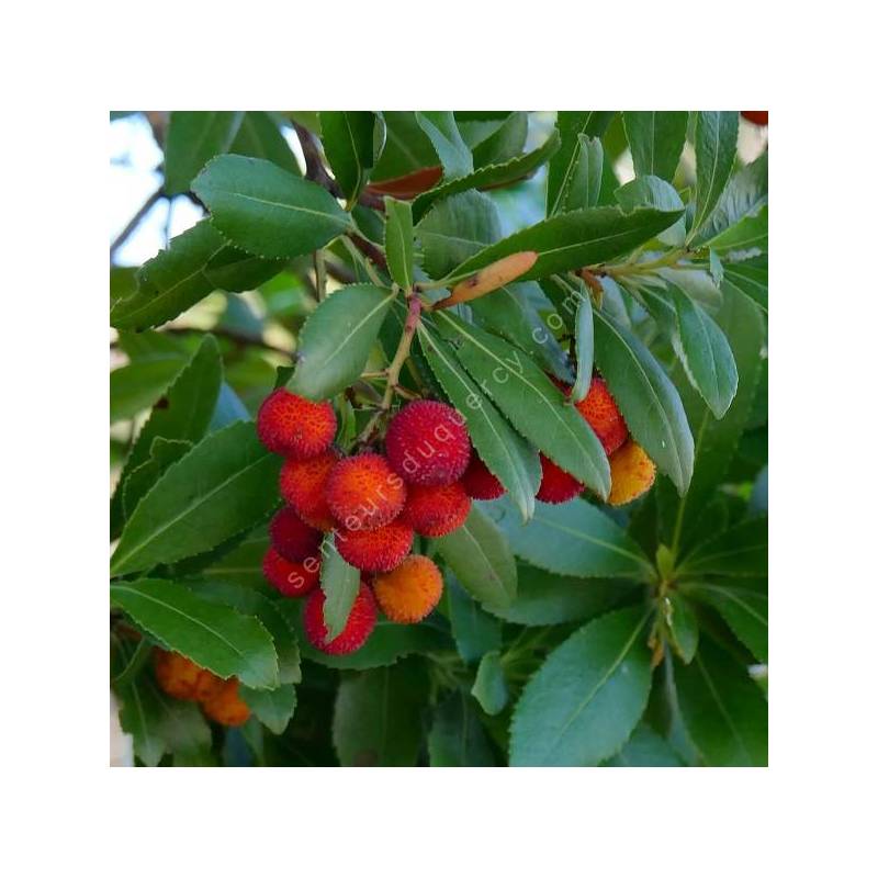 Arbutus unedo - Arbousier fruit