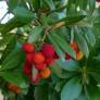 Arbutus unedo - Arbousier fruit