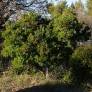 Arbutus unedo - Arbousier arbre