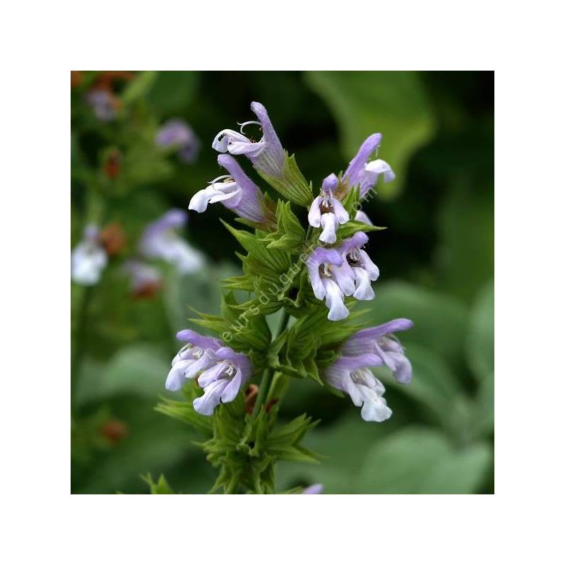 Salvia tomentosa - sauge tomenteuse