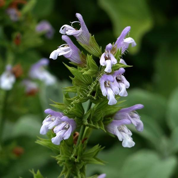 Salvia tomentosa - sauge tomenteuse