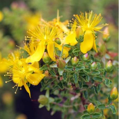 Hypericum balearicum - Millepertuis des Baléares