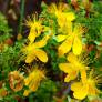 Hypericum balearicum - Millepertuis des Baléares