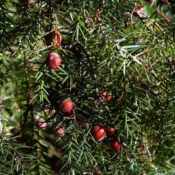 gen-vrier-cade-juniperus-oxycedrus-vente-d-arbuste-en-ligne