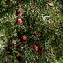 Juniperus oxycedrus - Genévrier cade