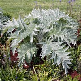 Cynara cardunculus, Cardon