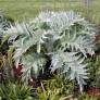 Cynara cardunculus, Cardon