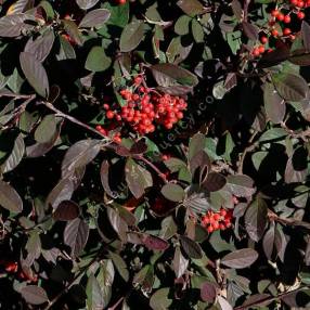 Cotoneaster lacteus - Cotonéaster laiteux