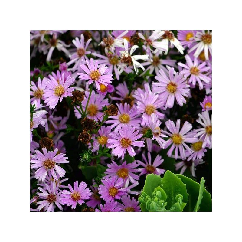 Aster dumosus 'Voeux d'Automne' - Aster nain rose