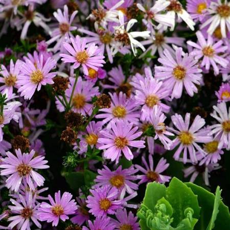 Aster dumosus 'Voeux d'Automne' - Aster nain rose