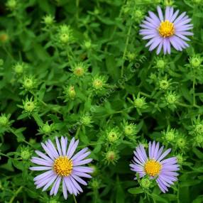 Aster oblongifolius - Aster à feuille oblongue