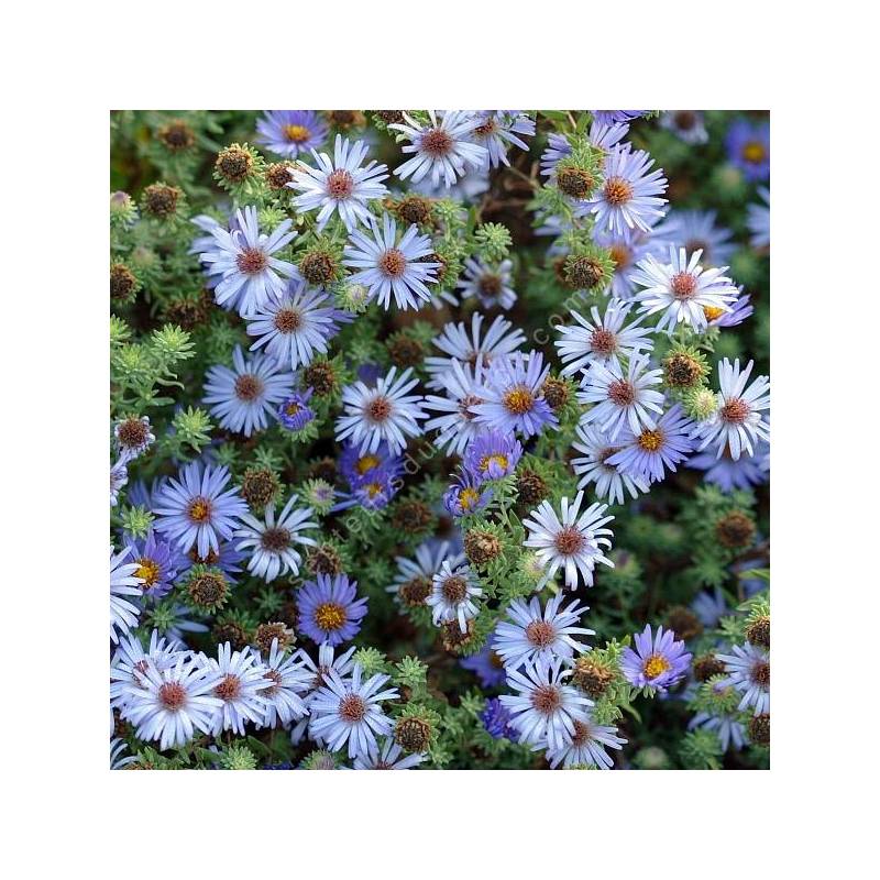 Aster oblongifolius - Aster à feuille oblongue