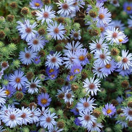 Aster oblongifolius - Aster à feuille oblongue