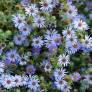 Aster oblongifolius - Aster à feuille oblongue