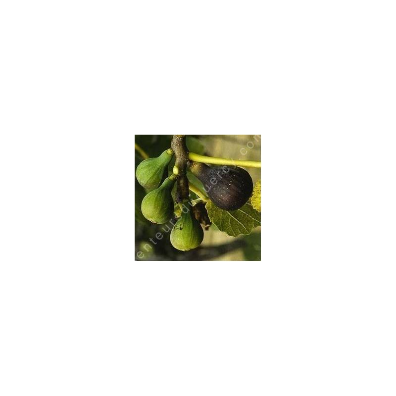Figuier 'Col de Dame' - Ficus carica