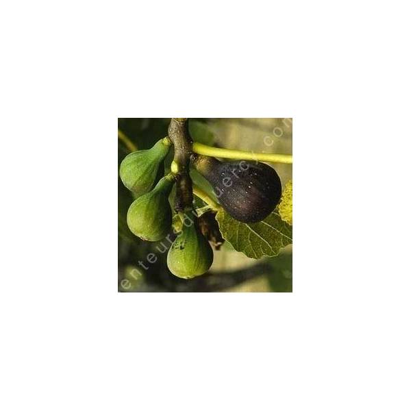 Figuier 'Col de Dame' - Ficus carica Figuier 'Col de Dame' - Ficus carica