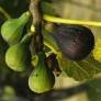 Figuier 'Col de Dame' - Ficus carica