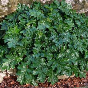 Acanthe à feuilles molles pour ombre sèche - Acanthus mollis