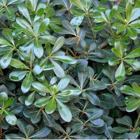 Pittosporum tobira plante- Pittospore du Japon