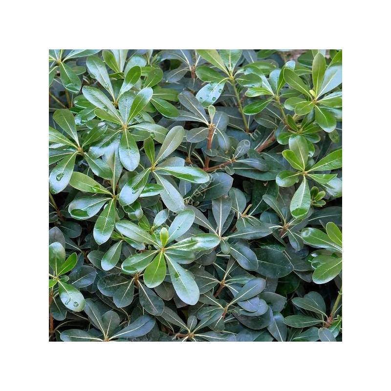 Pittosporum tobira plante- Pittospore du Japon