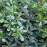 Pittosporum tobira plante- Pittospore du Japon