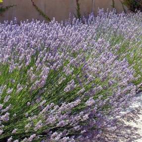 Lavandula x intermedia 'Provence', Lavandin de provence