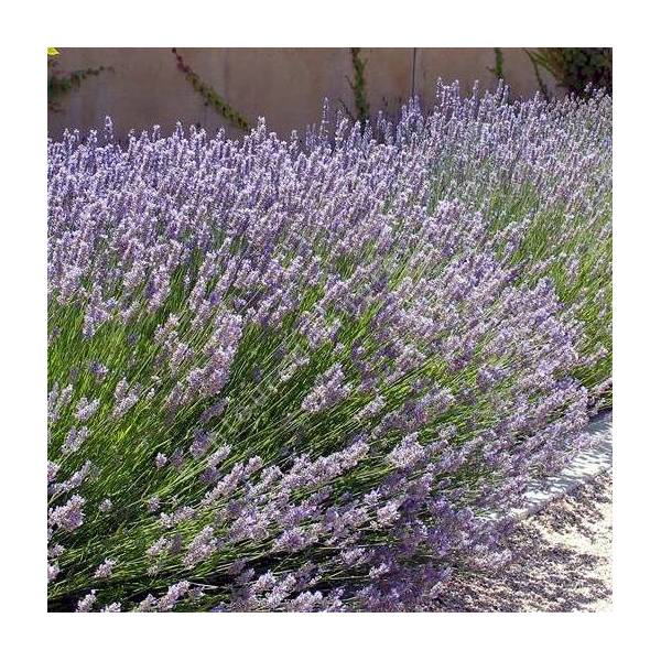 Lavandula x intermedia 'Provence', Lavandin de provence