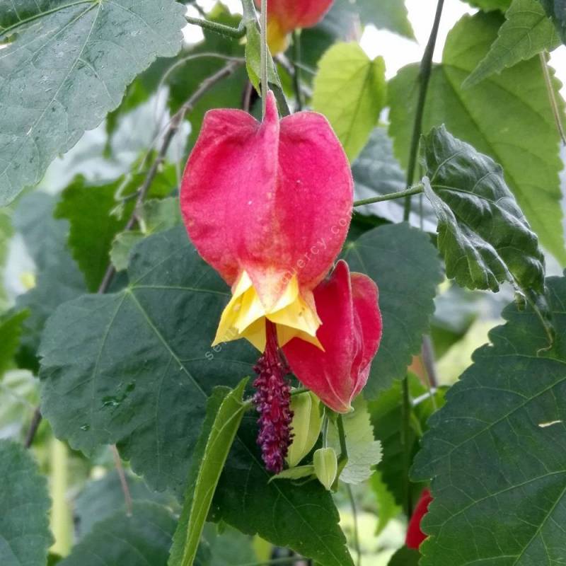 Abutilon megapotanicum - Abutilon grimpant