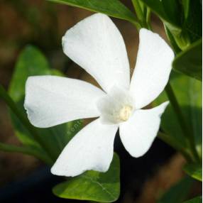 Vinca minor 'Alba', Petite pervenche blanche