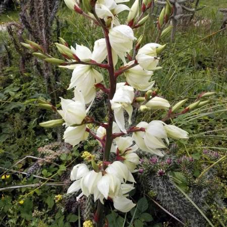 Yucca filamentosa | Yucca filamenteux