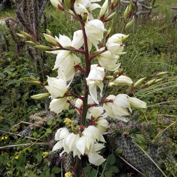 Yucca filamentosa | Yucca filamenteux