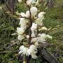Yucca filamentosa | Yucca filamenteux