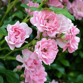 Rosa x polyantha 'The Fairy', Rosier paysage rose double