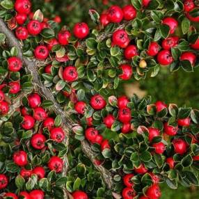 Cotoneaster horizontalis - Cotoneaster rampant