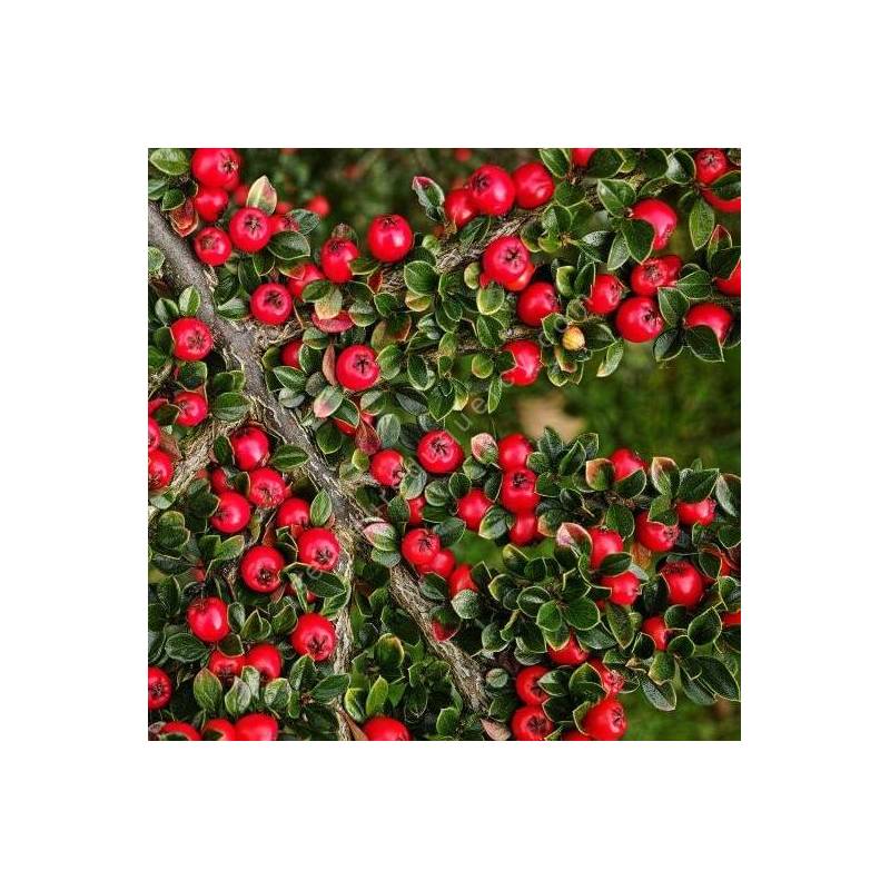 Cotoneaster horizontalis - Cotoneaster rampant