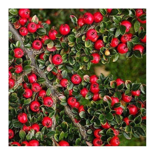 Cotoneaster horizontalis - Cotoneaster rampant Cotoneaster horizontalis - Cotoneaster rampant
