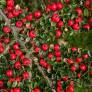 Cotoneaster horizontalis - Cotoneaster rampant