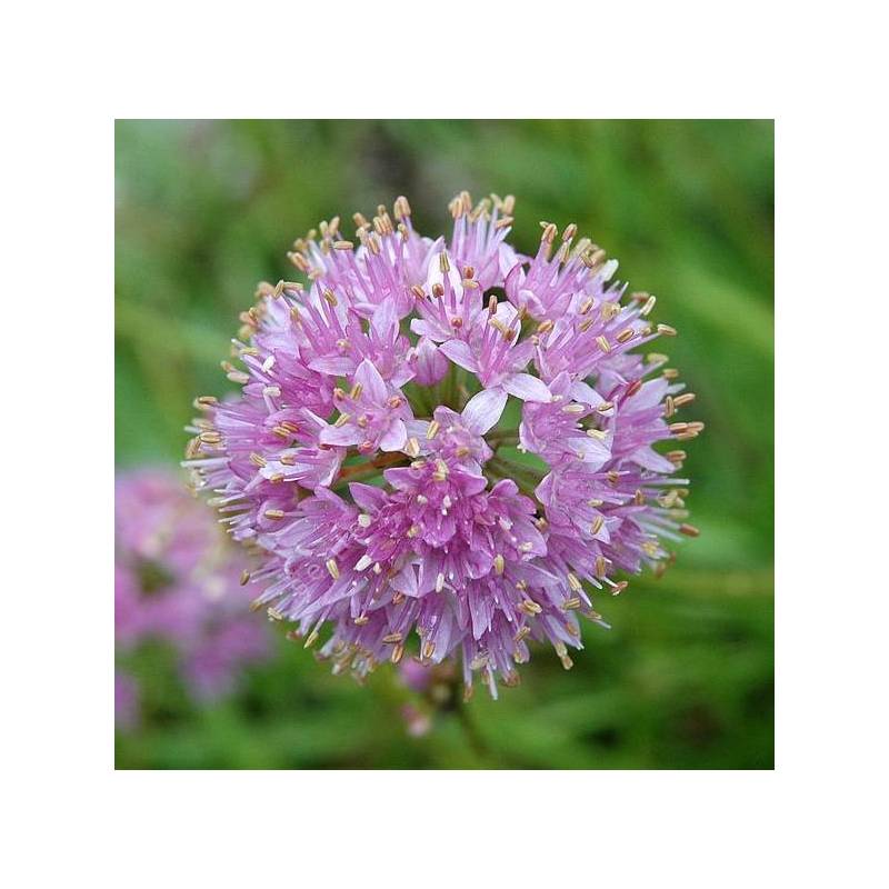 Allium senescens subsp. montanum - Ail des montagnes