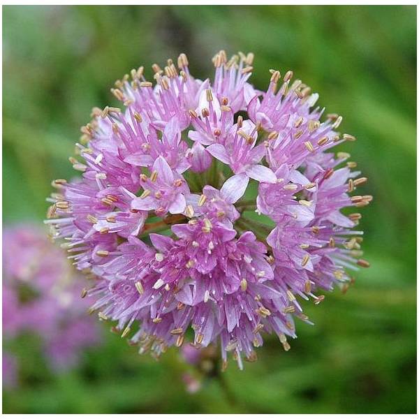 Allium senescens subsp. montanum - Ail des montagnes Allium senescens subsp. montanum - Ail des montagnes