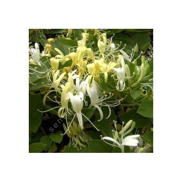 Lonicera japonica 'Hall's Prolific' - Chèvrefeuille du Japon