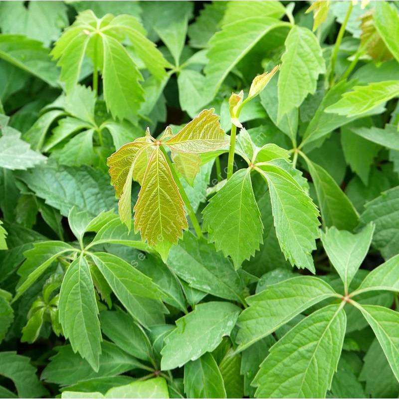 Parthenocissus quinquefolia - Vigne vierge vraie